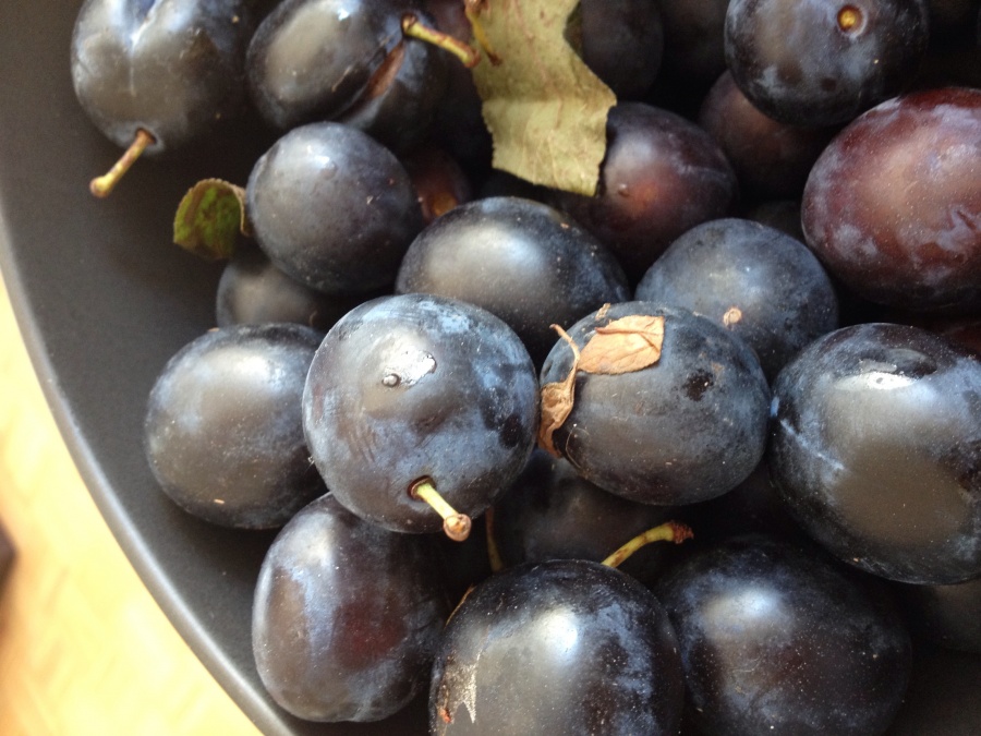 DAMSONS IN GIN FOR CHRISTMAS