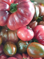 Tomatoes 11